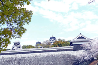 熊本城の見えるサクラ